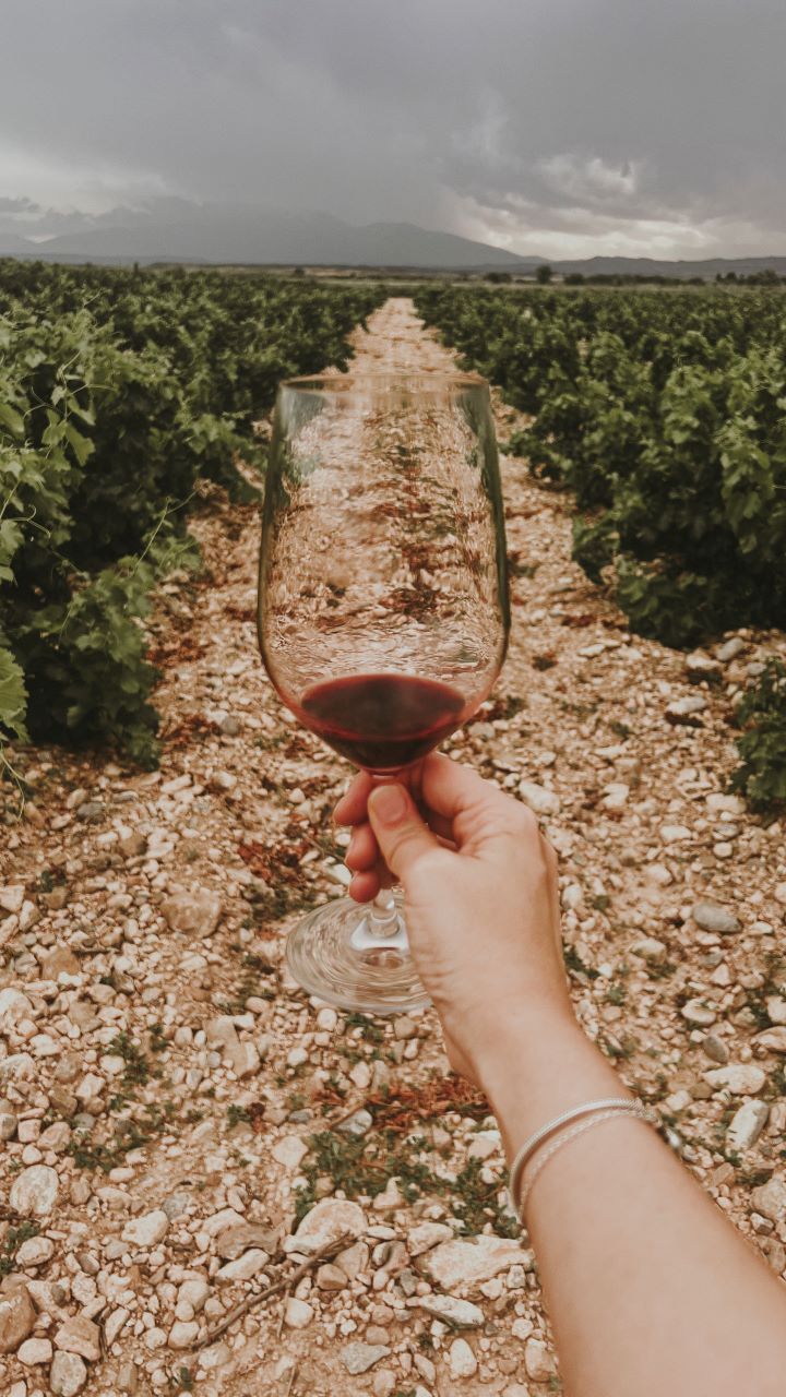 viñedo y mano sosteniendo un copa de vino tinto